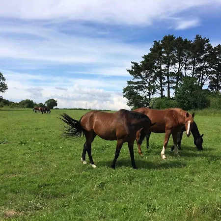 Les Ecuries Du Nevez * Ploneour-Lanvern